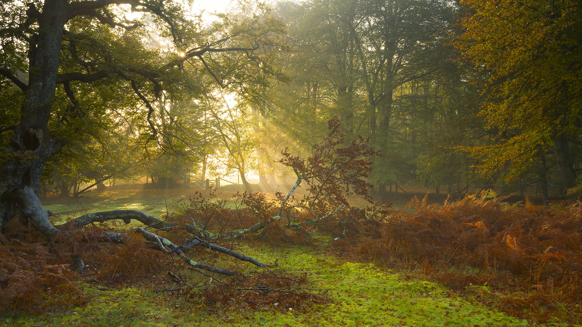 中国足球职业俱乐部球员健康管理制度完善，足球从业人员