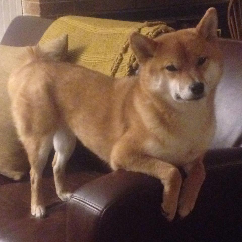 活塞重建再出发新人表现令人期待，活塞id