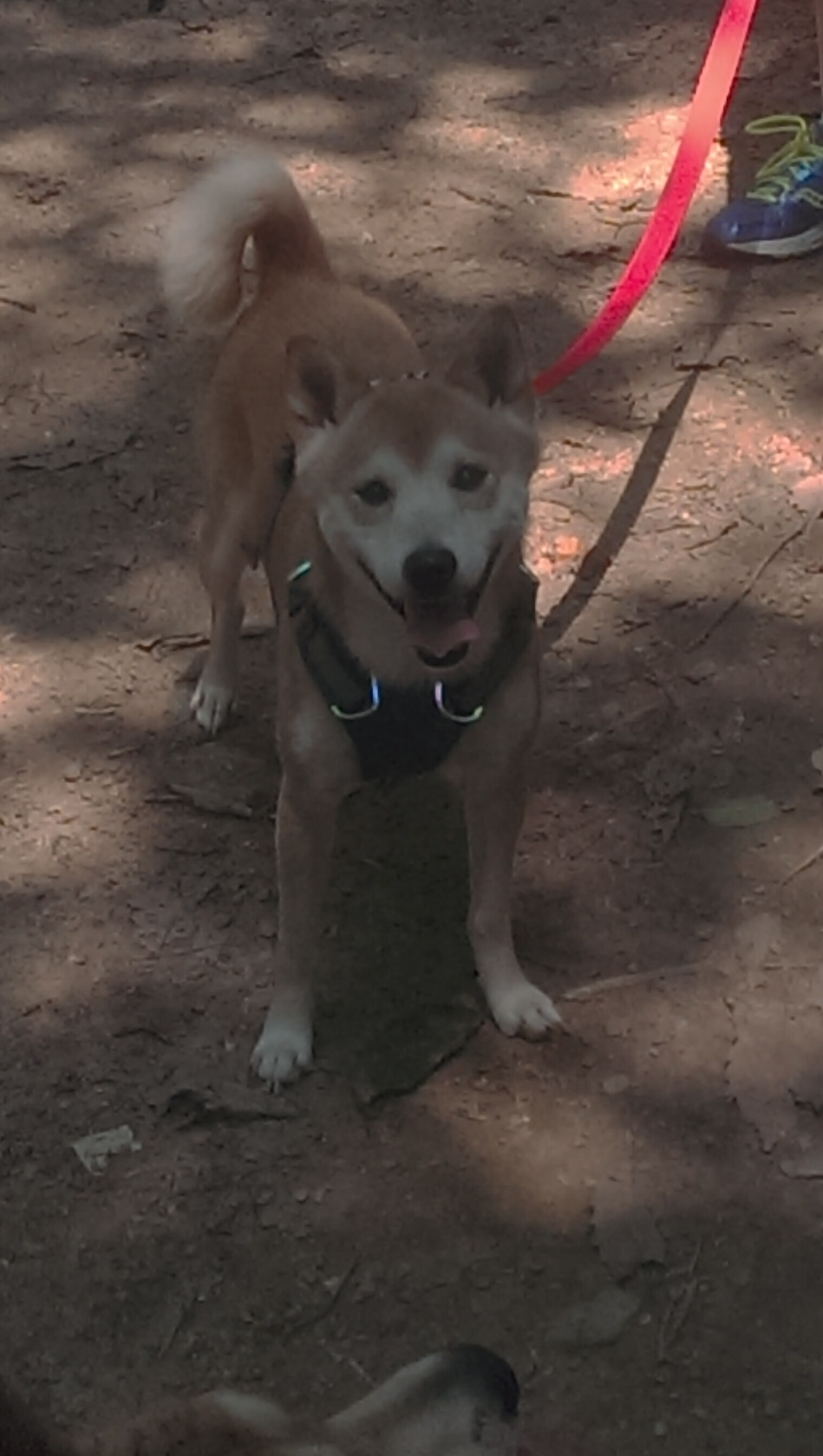 马克·阿特金森:他的进攻突破让南非队在关键时刻攻占高地,阿特金森和麦克里兰的成就动机